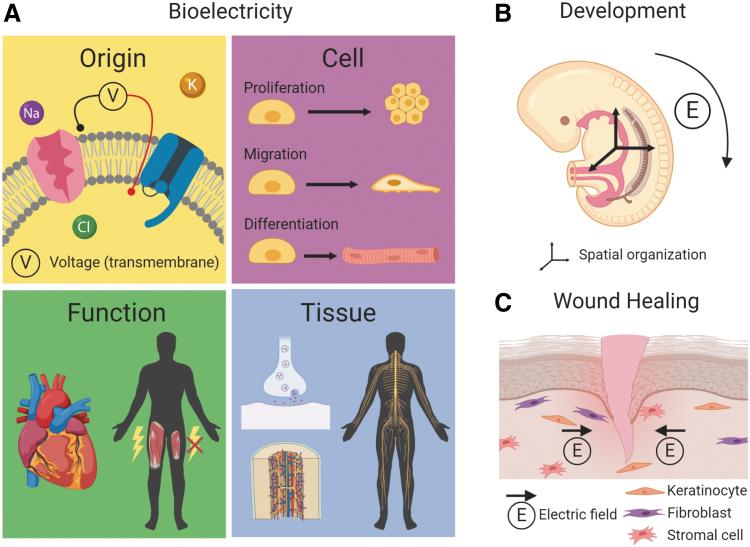 7 Powerful Living Bioelectricity Breakthroughs: Hope & Risks