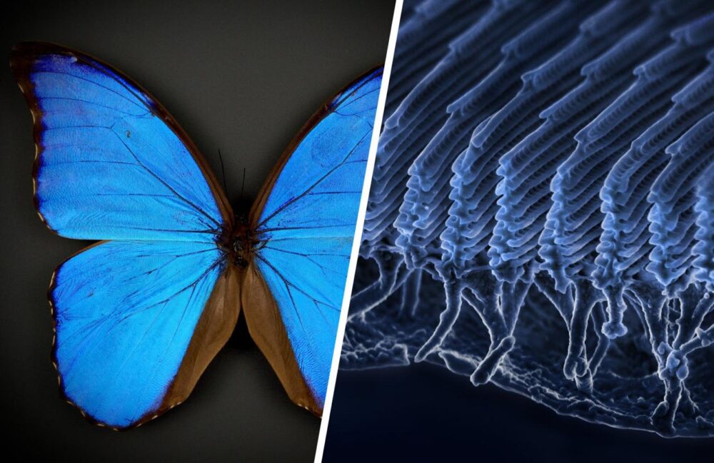 8 Powerful Structural Color Engineering Breakthroughs: Hope & Risks