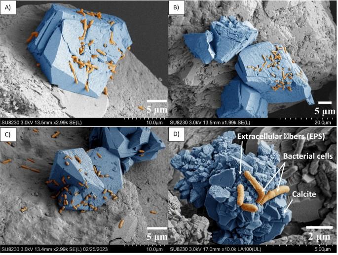 7 Powerful Microbial Mineralization Breakthroughs: Hope & Risks